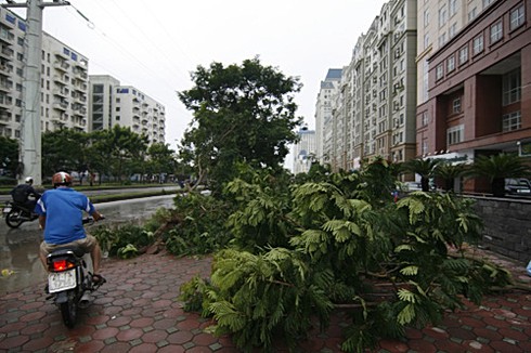 Hà Nội xác xơ sau bão số 5