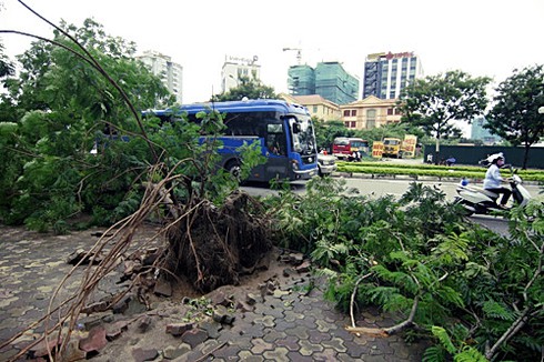 Hà Nội xác xơ sau bão số 5