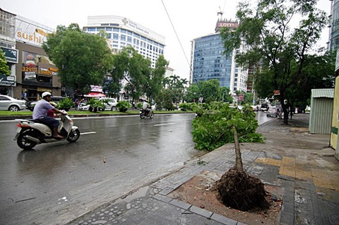 Hà Nội xác xơ sau bão số 5