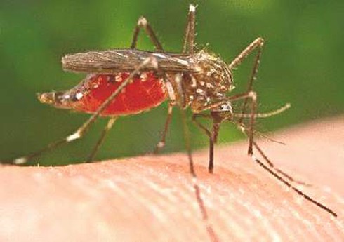 Côn trùng đốt - Chớ xem thường