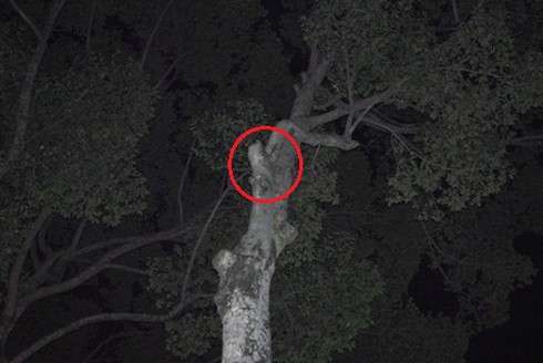 Tử vong vì tai họa “trên trời” rơi xuống