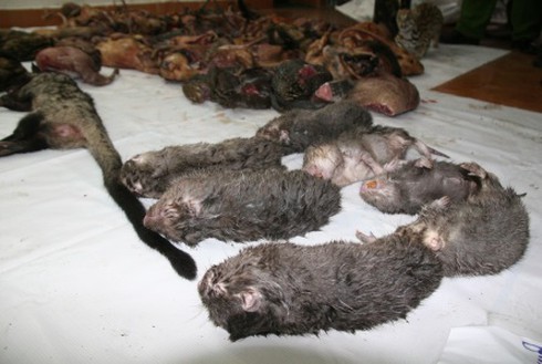 Ngày đen tối cho dân nhậu động vật hoang dã tại Lâm Đồng