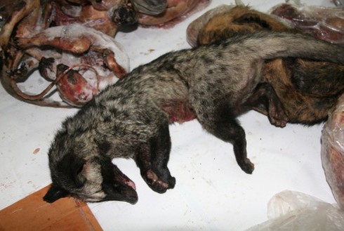 Ngày đen tối cho dân nhậu động vật hoang dã tại Lâm Đồng