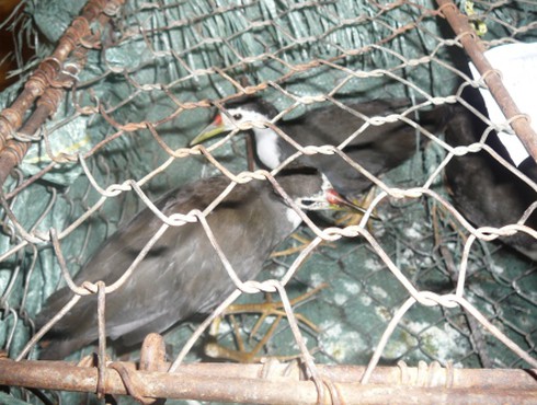 Ngày đen tối cho dân nhậu động vật hoang dã tại Lâm Đồng