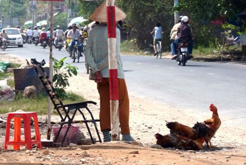 TP.HCM cấp bách phòng dịch cúm gia cầm