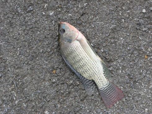 Câu cá dưới cống nước thải dự án bỏ hoang