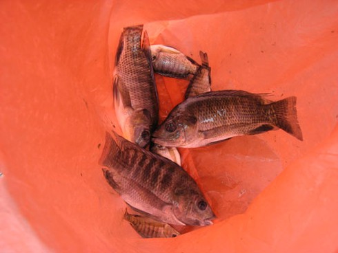 Câu cá dưới cống nước thải dự án bỏ hoang