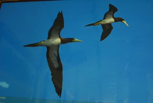 Những bức ảnh đẹp tuyệt vời về Trường Sa