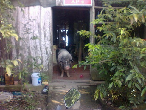 Chú heo miền Tây biết trông giữ nhà và 'ăn chay'