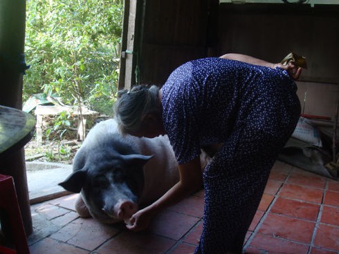 Chú heo miền Tây biết trông giữ nhà và 'ăn chay'