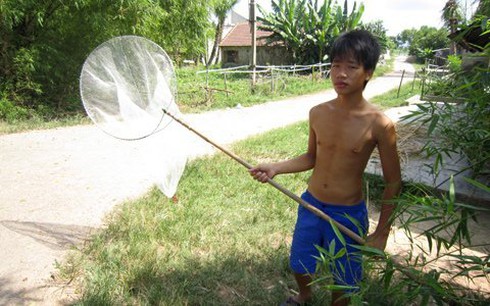 Đổ xô tận diệt ong bầu bán sang Trung Quốc