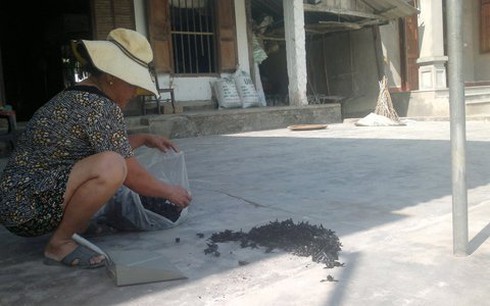 Đổ xô tận diệt ong bầu bán sang Trung Quốc