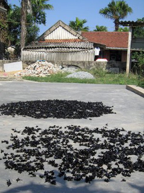 Đổ xô tận diệt ong bầu bán sang Trung Quốc