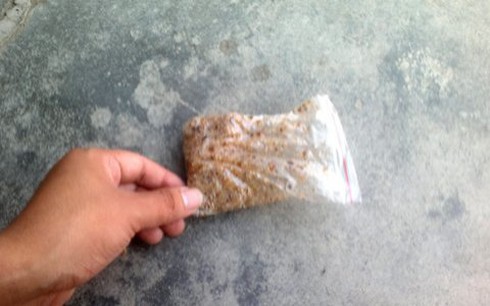 Đổ xô tận diệt ong bầu bán sang Trung Quốc