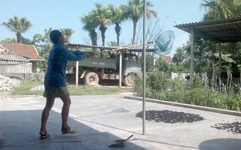 Đổ xô tận diệt ong bầu bán sang Trung Quốc