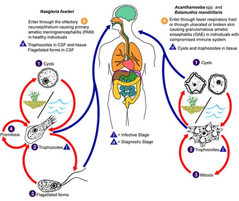 Việt Nam xuất hiện 'amip ăn não người'