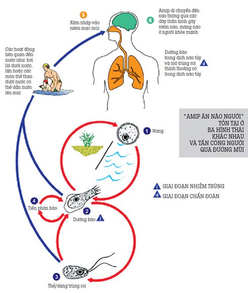 Việt Nam xuất hiện 'amip ăn não người'