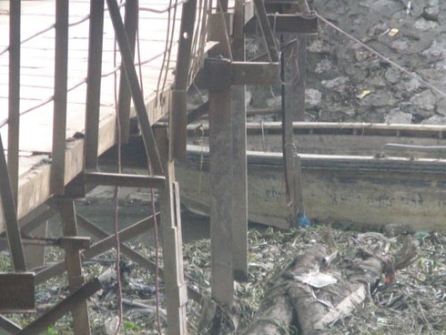 Thót tim qua chiếc cầu “nẩy”