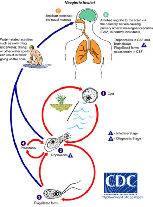 Cảnh giác với trùng amip ăn não người