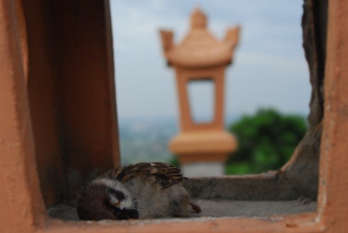 Hình ảnh xấu xí ở ngôi chùa bậc nhất Bình Dương