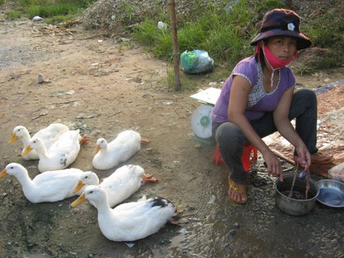 Bất chấp dịch cúm độc, vẫn bán, giết mổ gia cầm lưu động