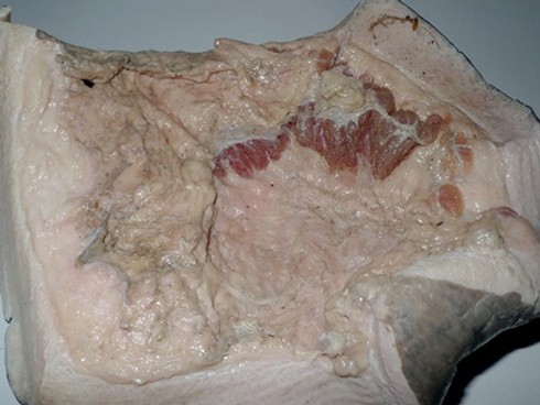 Bò biển quý 1 tạ bị xẻ thịt ở Phú Quốc