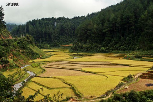 Mù Cang Chải vào thu