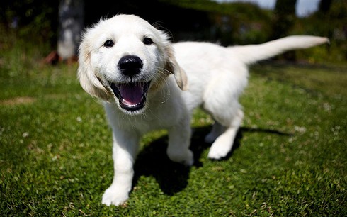 Chó muốn nói gì khi vẫy đuôi? - ảnh 1