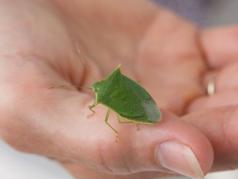 10 món ăn dị nhất hành tinh - ảnh 7