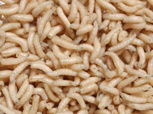 10 món ăn dị nhất hành tinh - ảnh 9