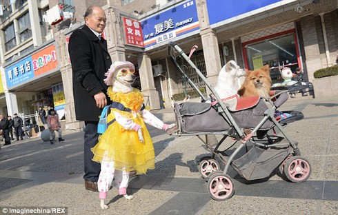 Chú chó ăn mặc sành điệu như người mẫu đi 2 chân trên phố - ảnh 4