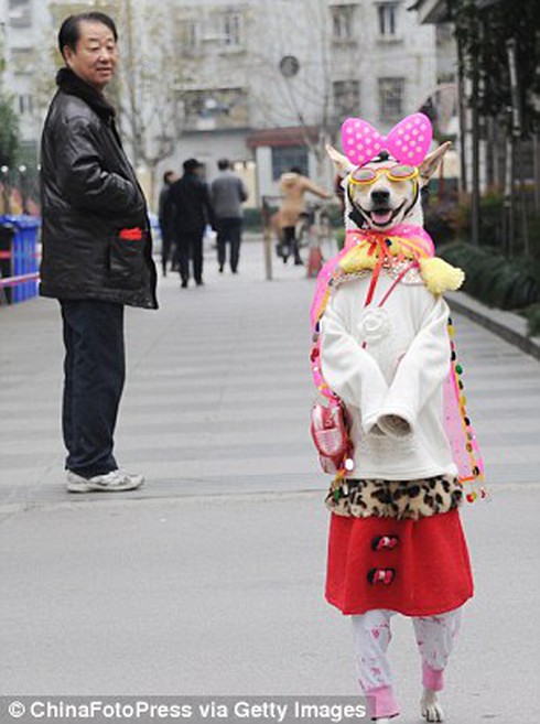 Chú chó ăn mặc sành điệu như người mẫu đi 2 chân trên phố - ảnh 1