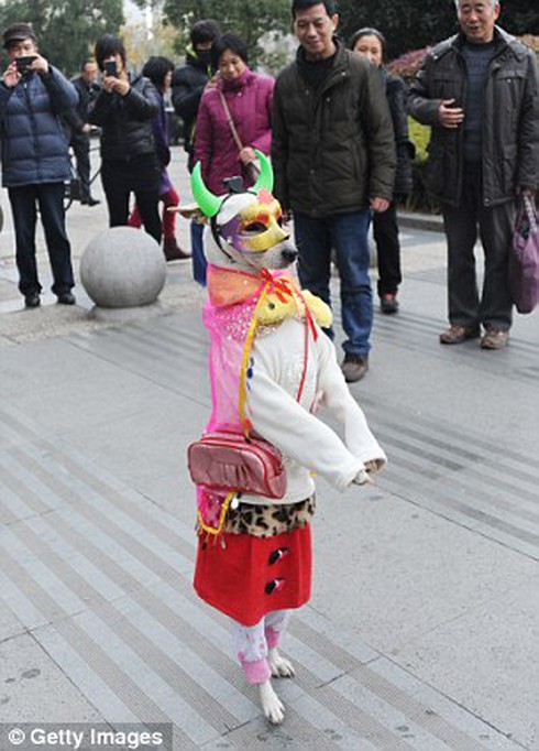 Chú chó ăn mặc sành điệu như người mẫu đi 2 chân trên phố - ảnh 3