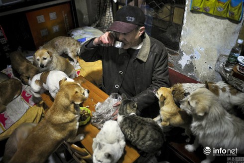 Cặp vợ chồng già bán hàng rong nuôi 60 chó mèo hoang - ảnh 1