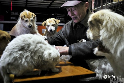 Cặp vợ chồng già bán hàng rong nuôi 60 chó mèo hoang - ảnh 3