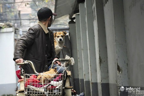 Cặp vợ chồng già bán hàng rong nuôi 60 chó mèo hoang - ảnh 5