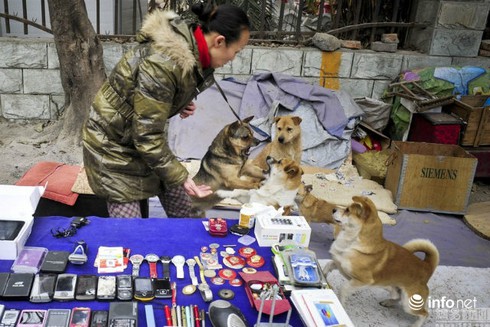 Cặp vợ chồng già bán hàng rong nuôi 60 chó mèo hoang - ảnh 7