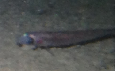 Kinh ngạc với loài cá sống dưới lớp băng sâu 740m ở Nam Cực - ảnh 1