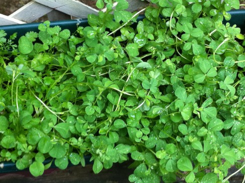 3 cách khắc phục chứng táo bón thật đơn giản - ảnh 1