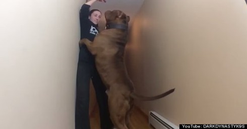 Cận cảnh chú chó pitbull khổng lồ, nặng 78,6kg - ảnh 1