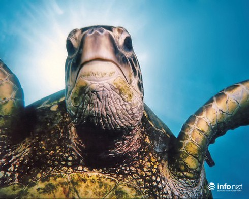 14 cuộc di cư vĩ đại nhất hành tinh - ảnh 1