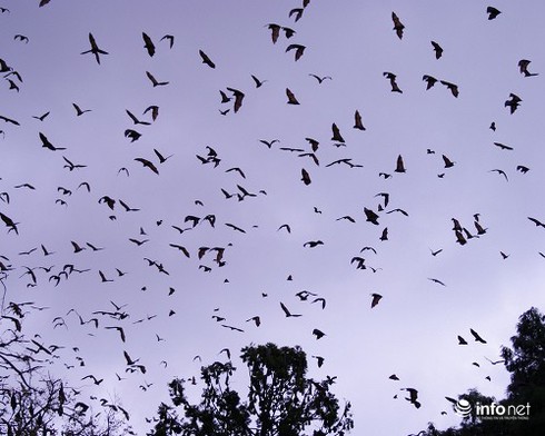 14 cuộc di cư vĩ đại nhất hành tinh - ảnh 10