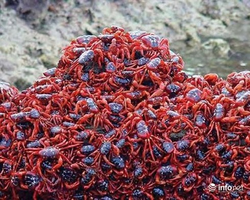 14 cuộc di cư vĩ đại nhất hành tinh - ảnh 11