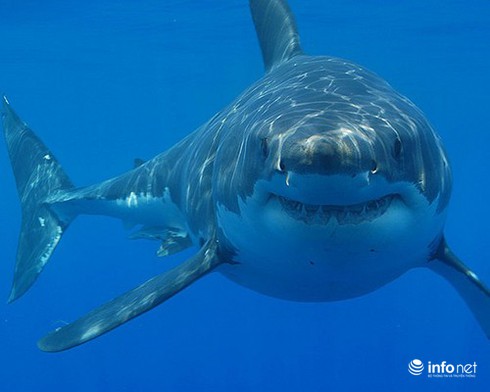 14 cuộc di cư vĩ đại nhất hành tinh - ảnh 12