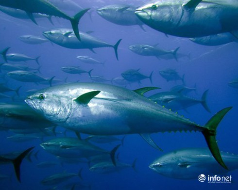 14 cuộc di cư vĩ đại nhất hành tinh - ảnh 13