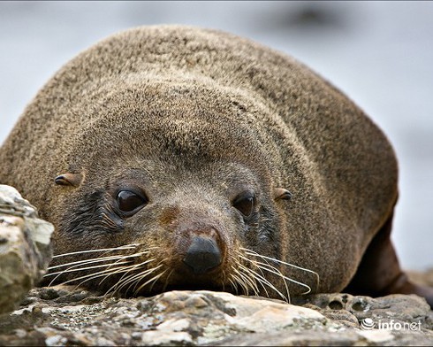 14 cuộc di cư vĩ đại nhất hành tinh - ảnh 14