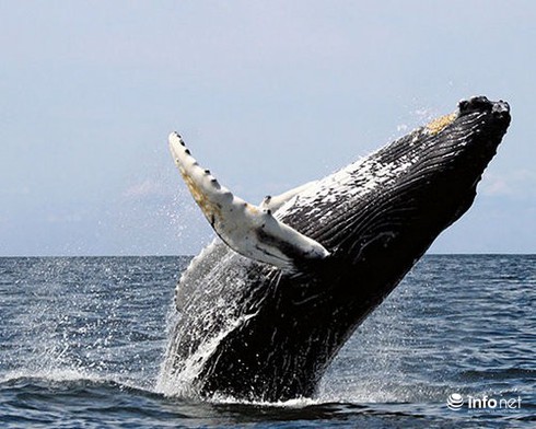 14 cuộc di cư vĩ đại nhất hành tinh - ảnh 2