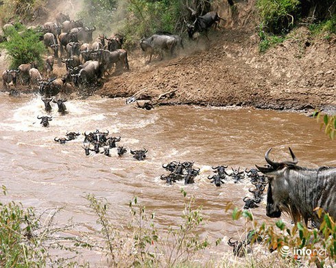 14 cuộc di cư vĩ đại nhất hành tinh - ảnh 4