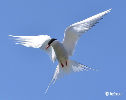 14 cuộc di cư vĩ đại nhất hành tinh - ảnh 5