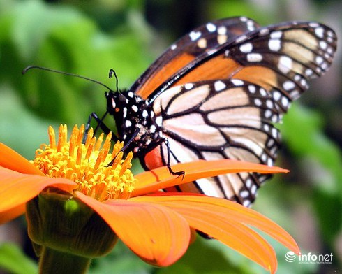 14 cuộc di cư vĩ đại nhất hành tinh - ảnh 6